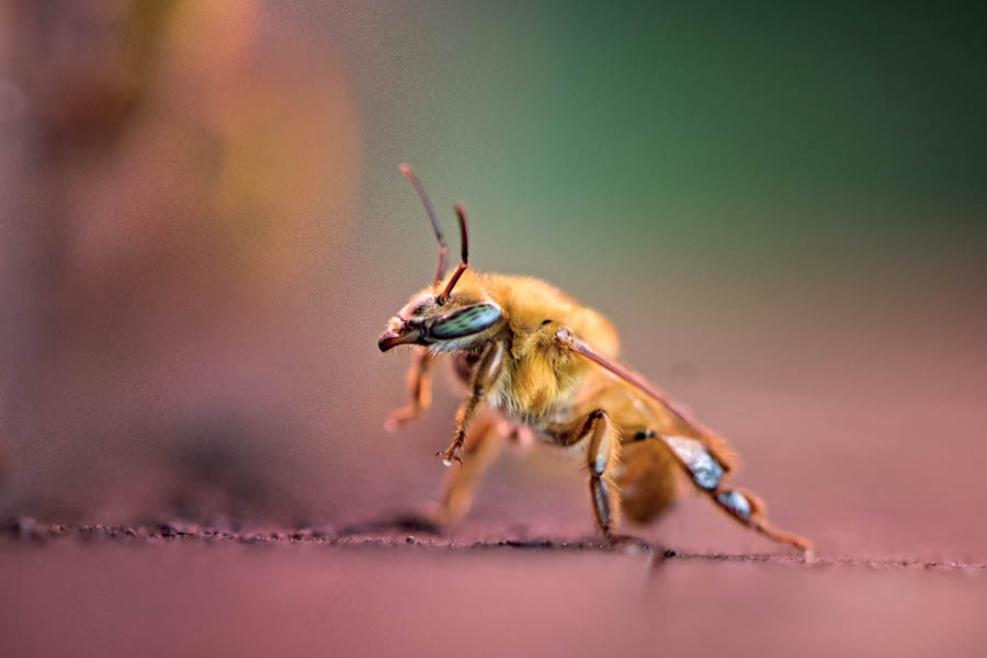 uruçu amarela (3).jpeg