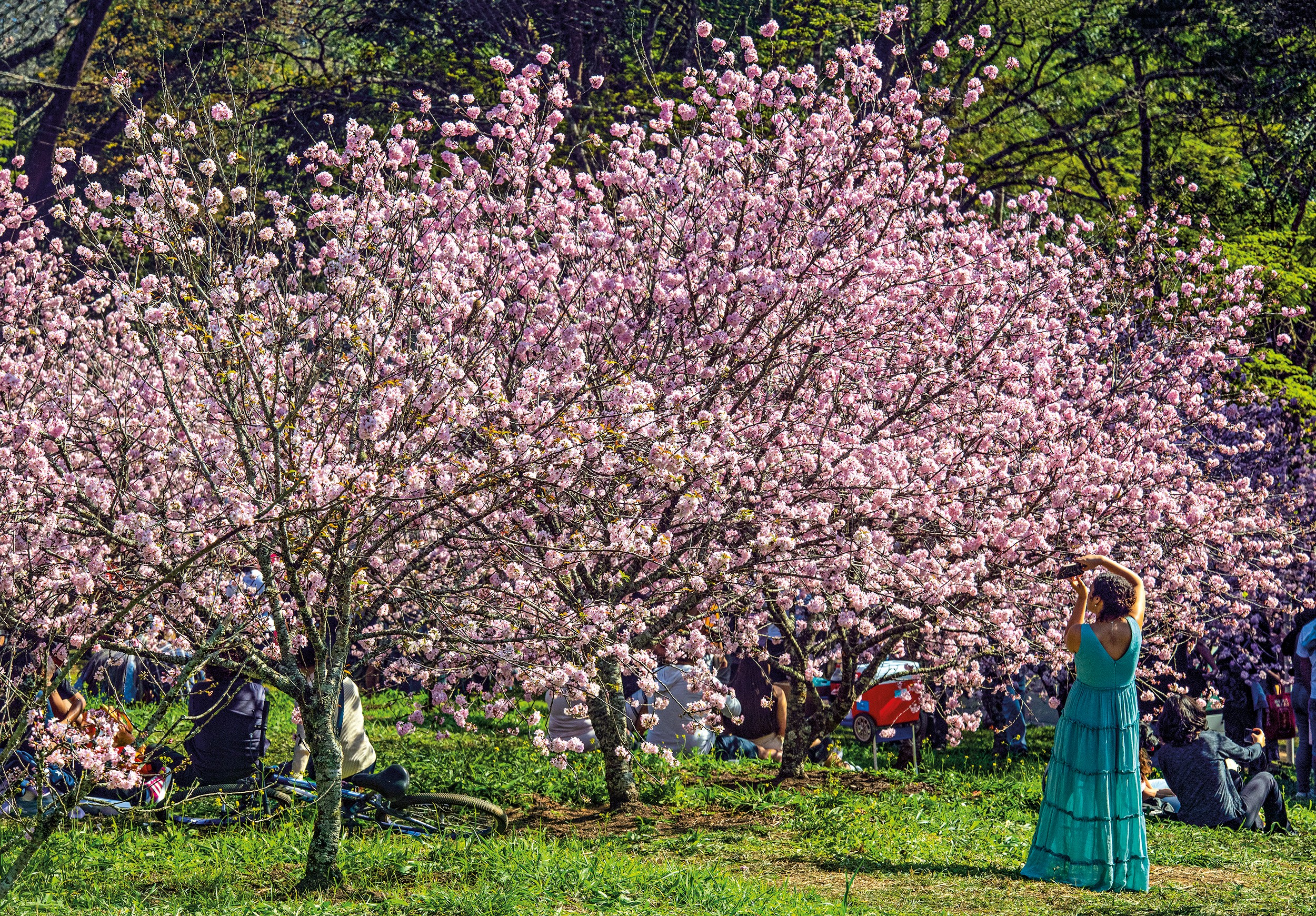O espetáculo rosa na selva de pedra