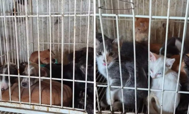 Delegacia de Proteção Animal de SP registra 78 denúncias por dia no 1º semestre