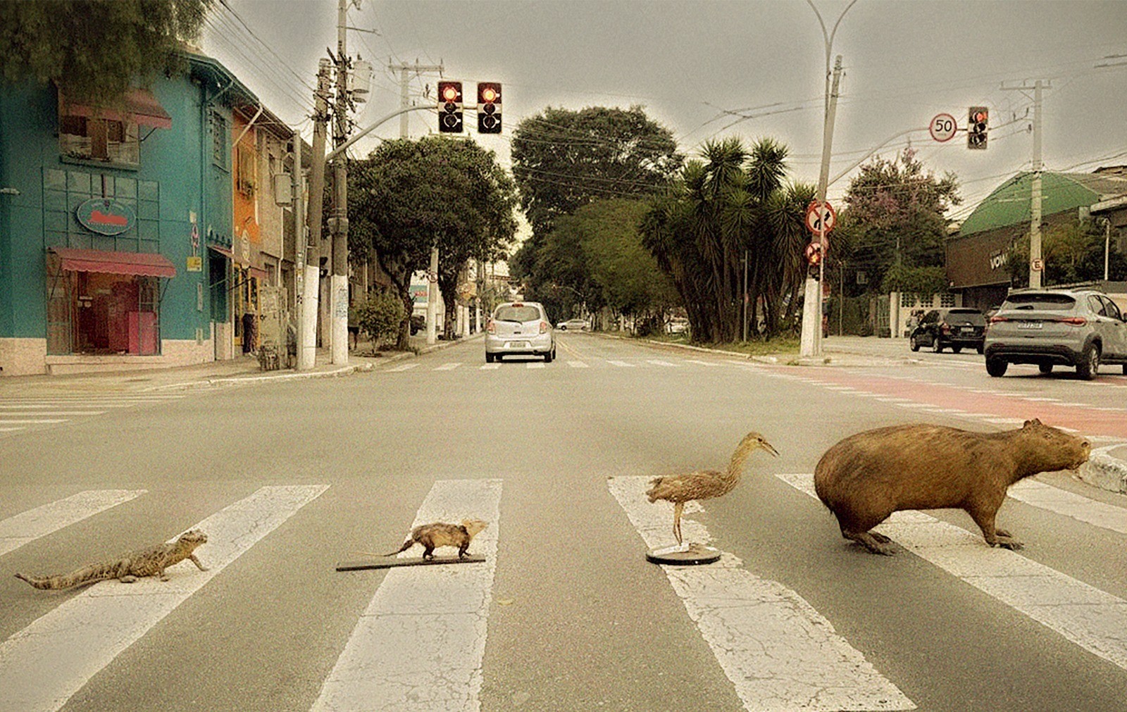 Existe bicho em SP? Exposição grátis na Paulista revela fauna urbana da cidade